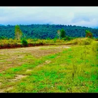 زمین-پلاک-یک-جنگل-حومه-نور