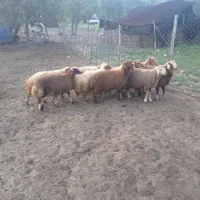 بره چاق ودرجه یک