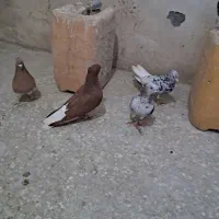 کبوتر