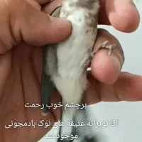 گلبسر قناری دهندار
