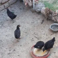 مرغ تخمگذار وجوجه گلین