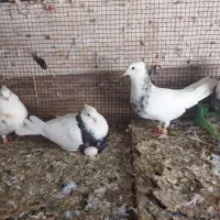 دوجفت هفت رنگ