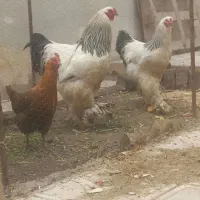 مرغ محلی و خروس برهما