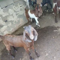 ۲تا بیگ نر ماده دوقلو چاق درجه یک ۲۲ملیون