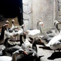 غاز