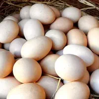 تخم مرغ محلی اصیل تازه روزانه