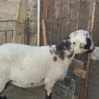 بره|حیوانات مزرعه|میبد, |دیوار