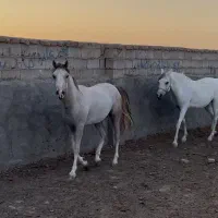 اسب عرب ایرانی