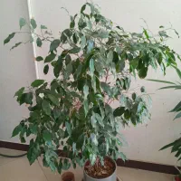 گل بنجامین