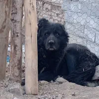 سگ دهن پاک