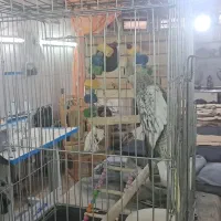 عروس هلندی مولد معاوضه با قناری نر اماده