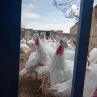 عرضه مستقیم بوقلمون ارگانیک