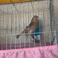 یک جفت قناری