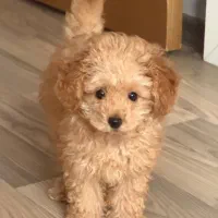 پودل خانگی واکسیناسیون شده