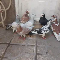 کفتر سار پلنگ شامی هودی اقون کبوتر شهرستان