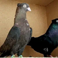 کبوتر زاغ قیل سیاه سوسنی آبادانی واکسی اصیل کله ای