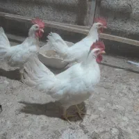 خروس