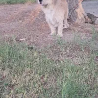 سگ ناز مهربون ساکت