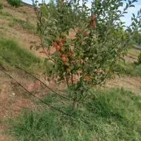 فروش-فوری-باغ-در-اهر-پست-بیگ-با-خانه-باغ-50متری