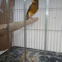 قناری مست روانی
