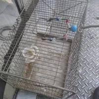 قفس سره طرقه