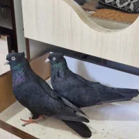 کبوتر زاغ