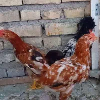 ستا جوجه خروس