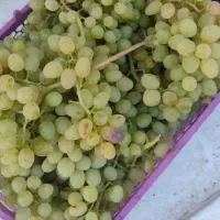 انگور عسگری درجه یک