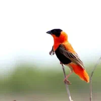 اسقف بافنده