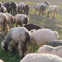 فروش شیشک میش بختیاری