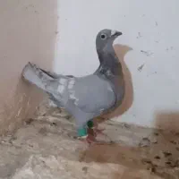 کفتر
