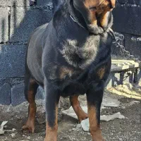 روت وایلر ماده 3سال‌ونیم اصیل