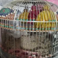 جوجه سهره قناری خاکی