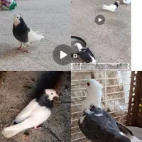 کفتر..