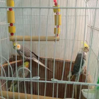 عروس هلندی زیبا