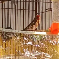 سهره نر|پرنده|صباشهر, |دیوار