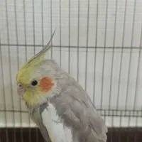 عروس هلندی زیبا و سرحال