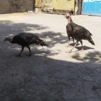 فروش دوتا بوقلمون ماده و یک نر