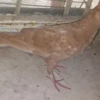 کفتر