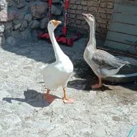 سه عدد غاز