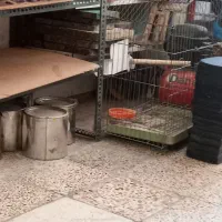 جوجه سهره