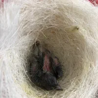 جوجه سهره قناری سرلاکی