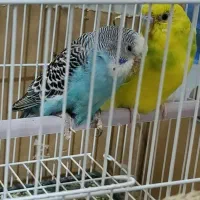 مرغ عشق فروشی یک جفت