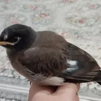 جوجه مینا