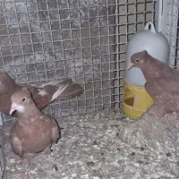 ۳تا جوجه گلی کلایی