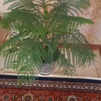 گل طبیعی
