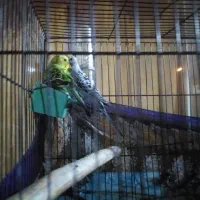 مرغ عشق