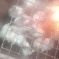 جوجه گوشتی یکماهه