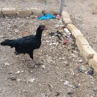مرغ لاری اصیل