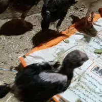 جوجه لاری درجه یک